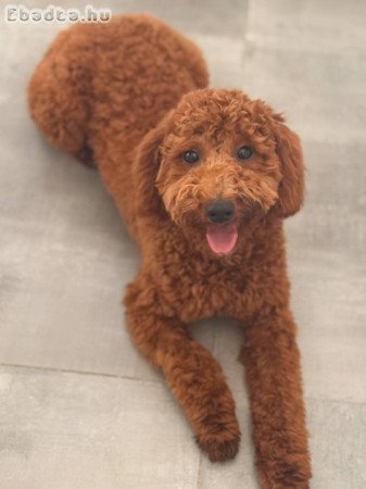 Uszkár kisfiú eladó