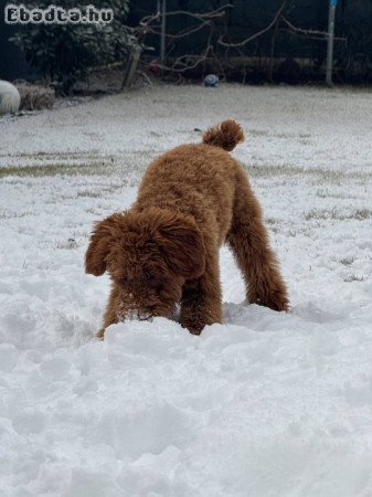 Uszkár kisfiú eladó