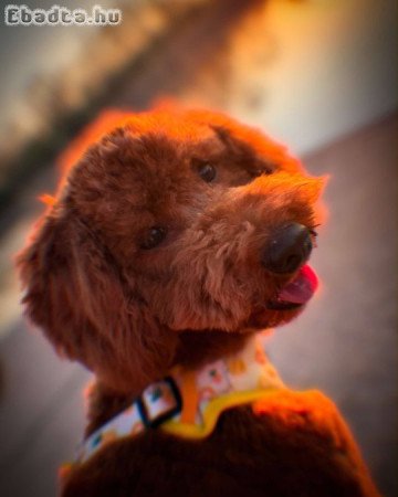 Uszkár kisfiú eladó
