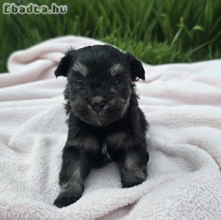 Különleges Bichon Havanese kiskutyák