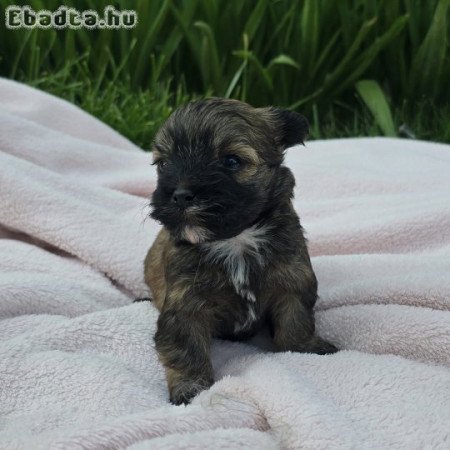 Különleges Bichon Havanese kiskutyák