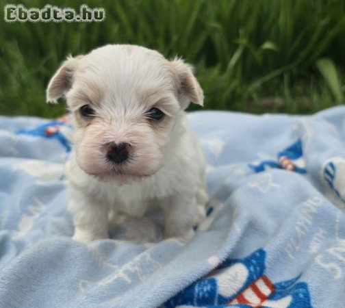 Különleges Bichon Havanese kiskutyák