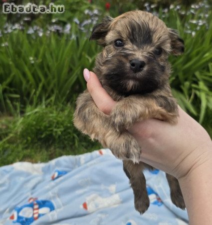Különleges Bichon Havanese kiskutyák