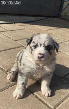 Border collie