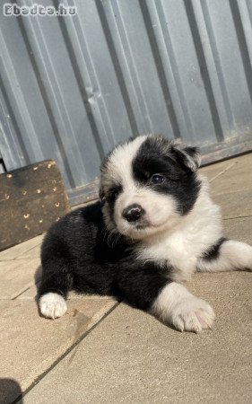 Border collie