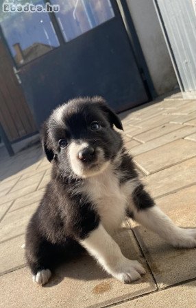 Border collie