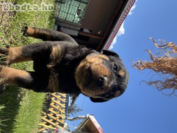 Rottweiler kölykök