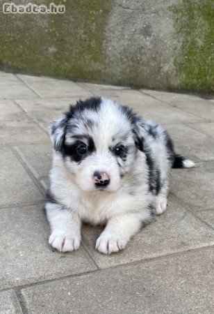 Border collie