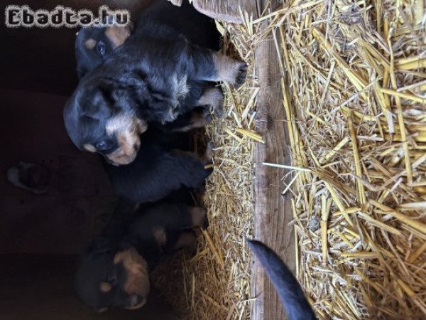 Rottweiler kölykök