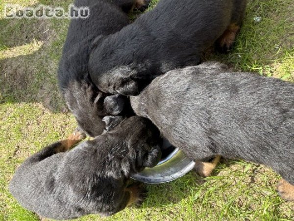 Rottweiler kölykök