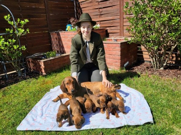 Alpok-táji tacskókopó