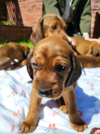 Alpok-táji tacskókopó