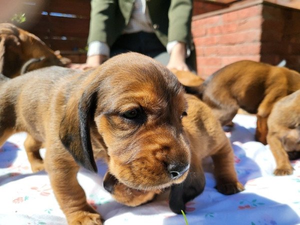 Alpok-táji tacskókopó