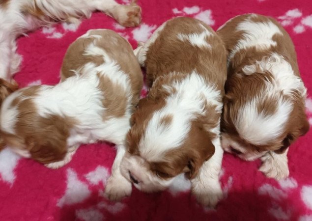 Cavalier King Charles spániel