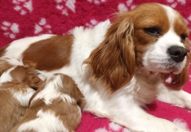 Cavalier King Charles spániel