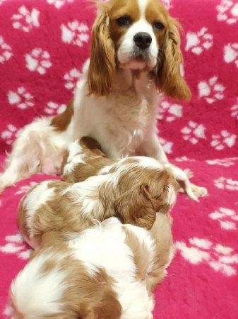 Cavalier King Charles spániel