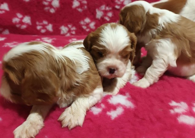 Cavalier King Charles spániel