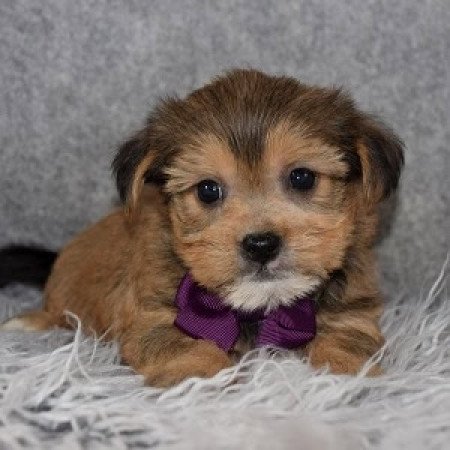 Yorkshire terrier jellegű