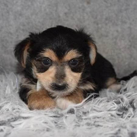 Yorkshire terrier jellegű