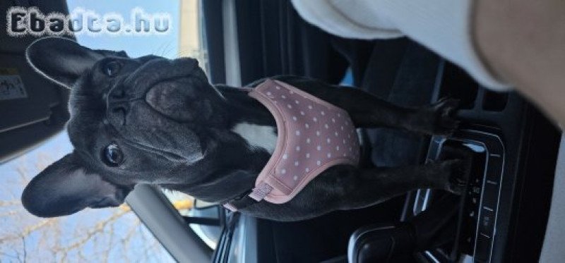 Francia Bulldog Szuka