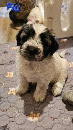 Bichon Havanese