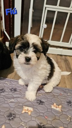 Bichon Havanese