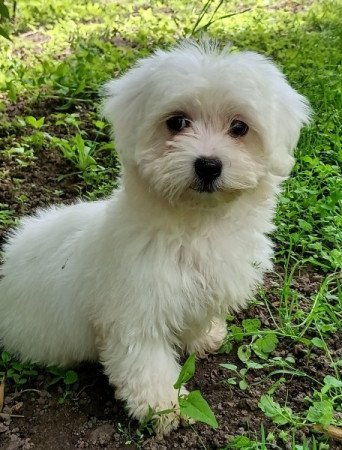 Bichon Havanese