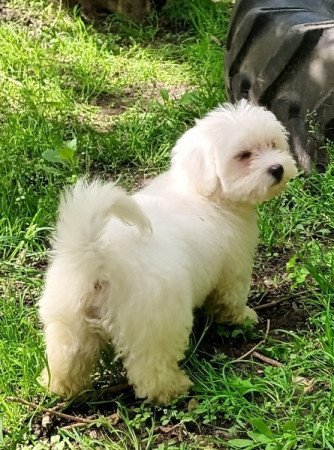 Bichon Havanese