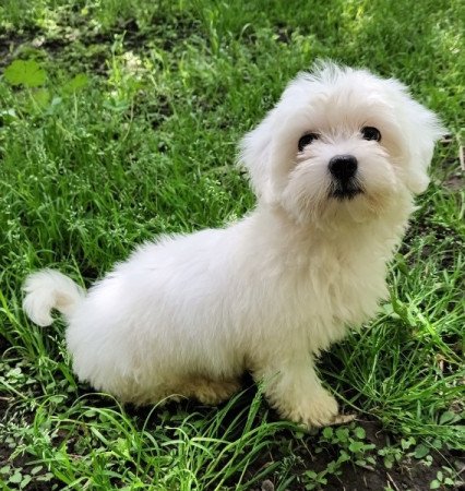Bichon Havanese