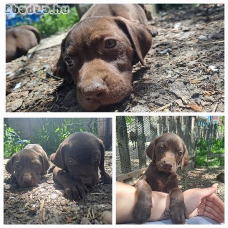 Német vizsla j. kiskutyám