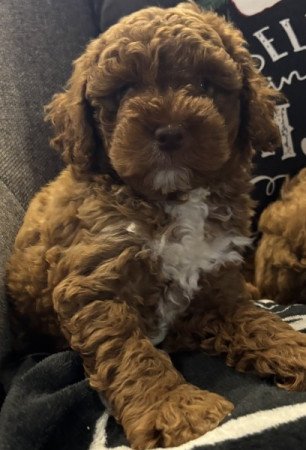 Törpe Uszkàr❤️❤️