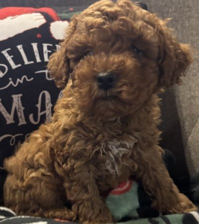 Törpe Uszkàr ❤️❤️