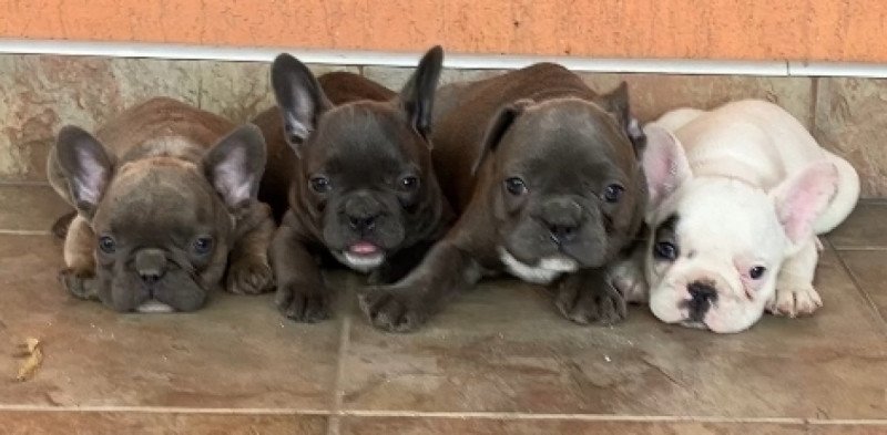 Francia bulldog