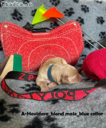 Hovawart kölykök PP-vel