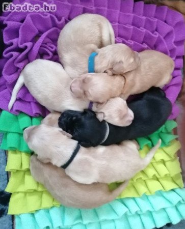 Hovawart kölykök PP-vel