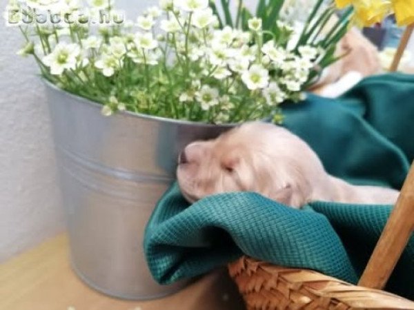 Hovawart kölykök PP-vel