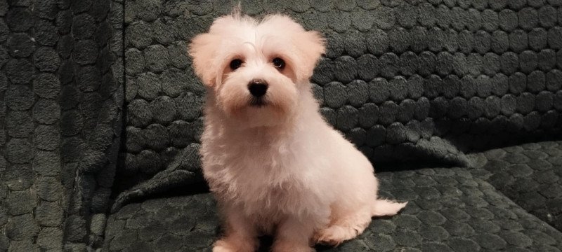 Bichon Havanese