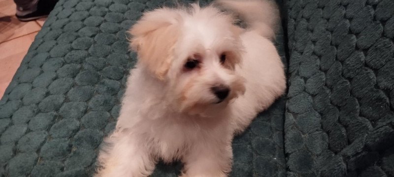 Bichon Havanese