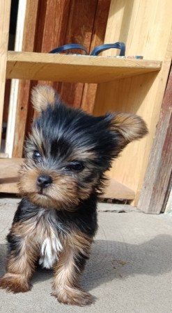 Yorkshire terrier