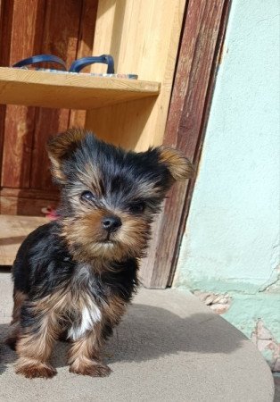 Yorkshire terrier