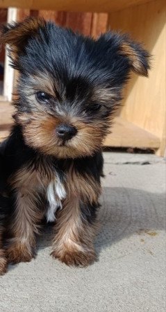 Yorkshire terrier