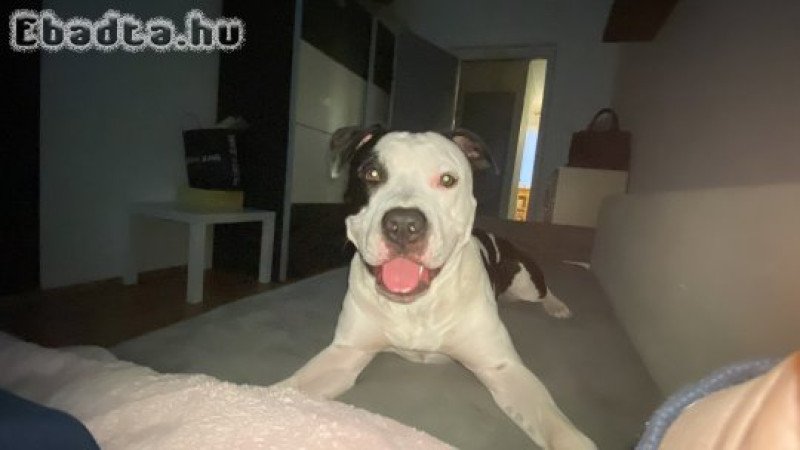 Amstaff kan fedezést vállal