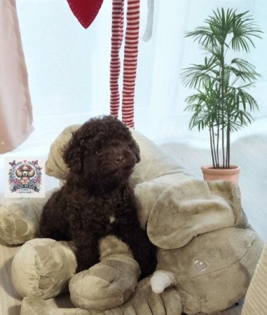 ❤️Törpe uszkàr❤️