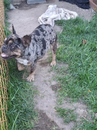 Gazdit keresne gyönyörű szuka francia bulldog