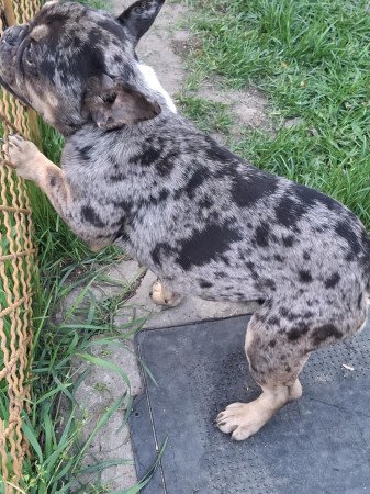 Gazdit keresne gyönyörű szuka francia bulldog