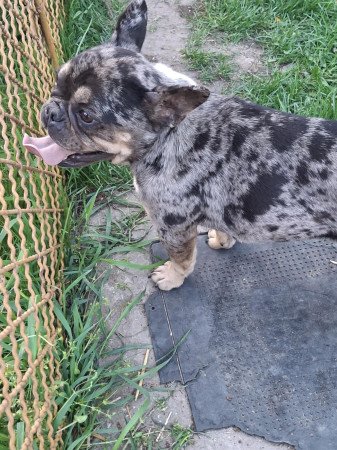 Gazdit keresne gyönyörű szuka francia bulldog