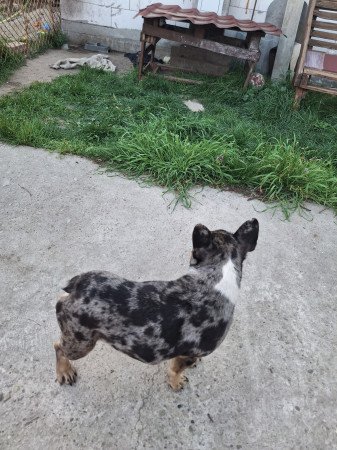 Gazdit keresne gyönyörű szuka francia bulldog