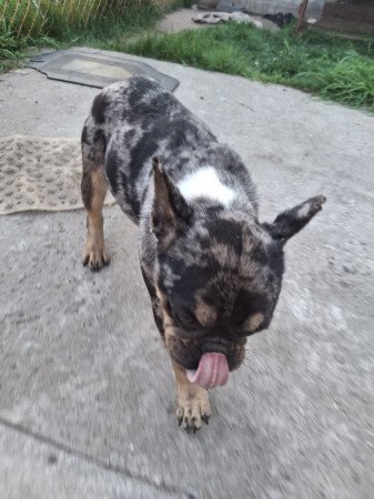 Gazdit keresne gyönyörű szuka francia bulldog