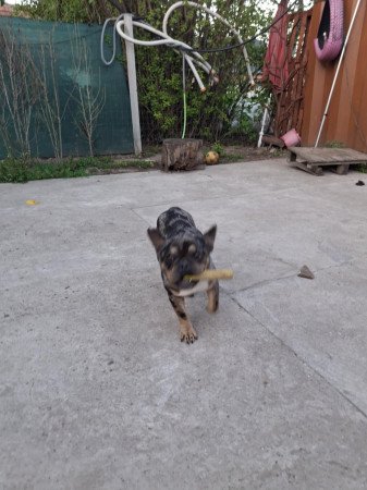 Gazdit keresne gyönyörű szuka francia bulldog