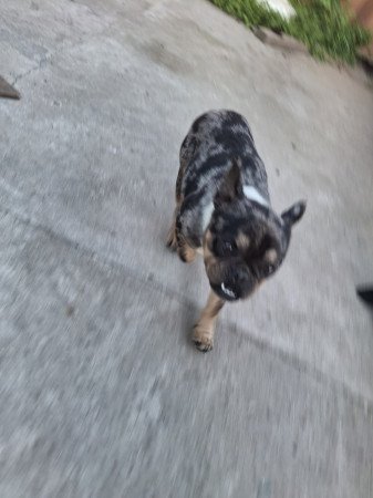 Gazdit keresne gyönyörű szuka francia bulldog